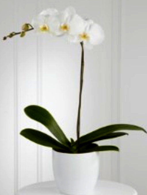 WHITE ORCHID PLANTER 